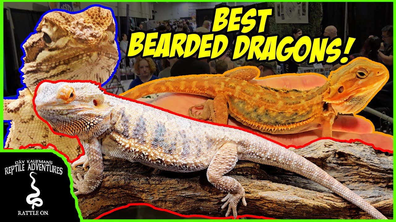 BEST BEARDED DRAGONS AT THE DALLAS  NARBC APRIL 2024!