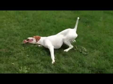Worthington- IBR's Latest Heartworm Slow Kill Project