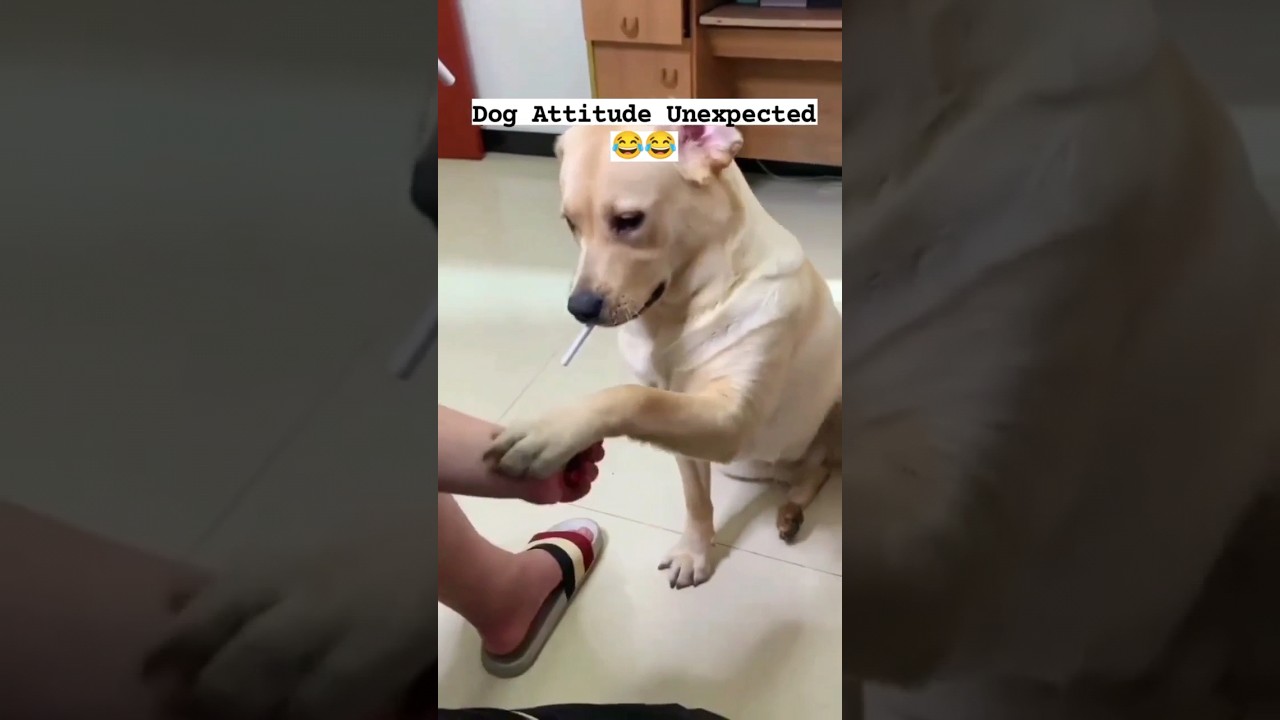 Dog Smoking 🚬 Cigarette 🚬😂😎🫡😎