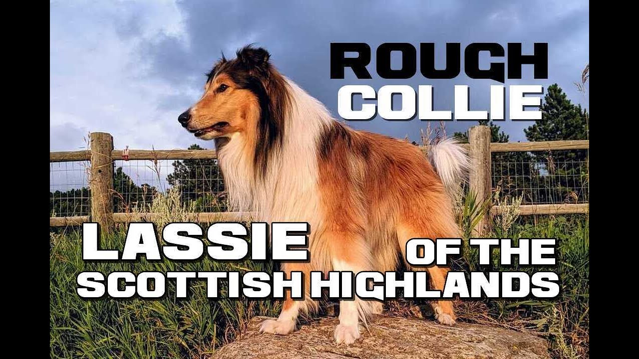 Rough Collie Facts - Lassie of the Scottish Highlands - Animal a Day Farm Week