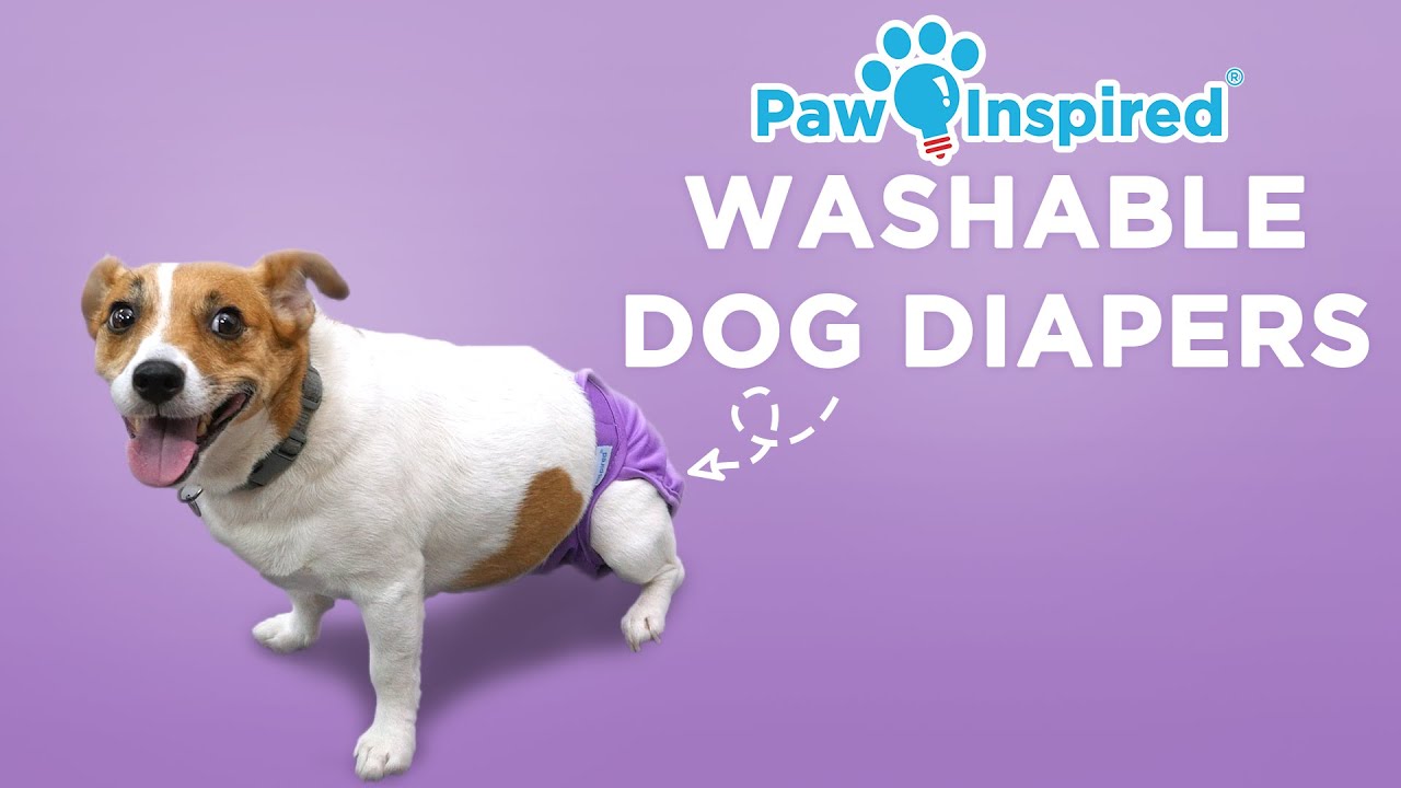 Washable Dog Diapers | Paw Inspired® Reusable Dog Diapers