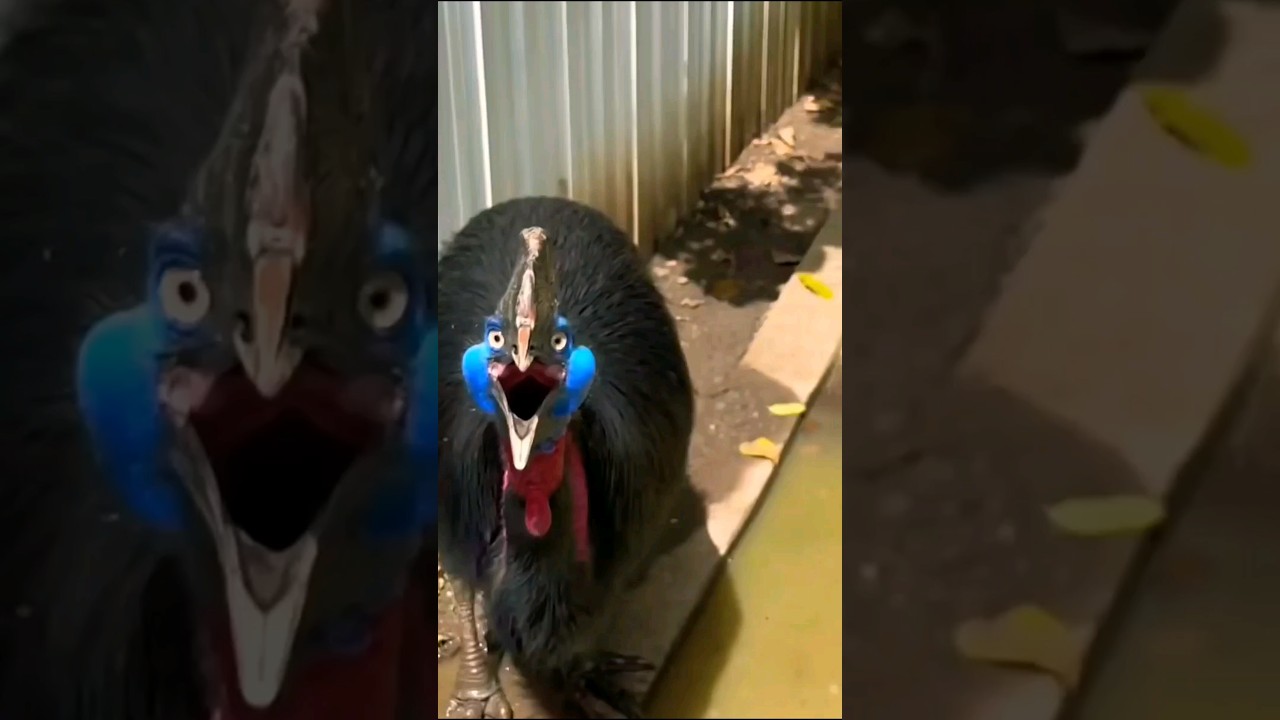 World's Poisonous Bird