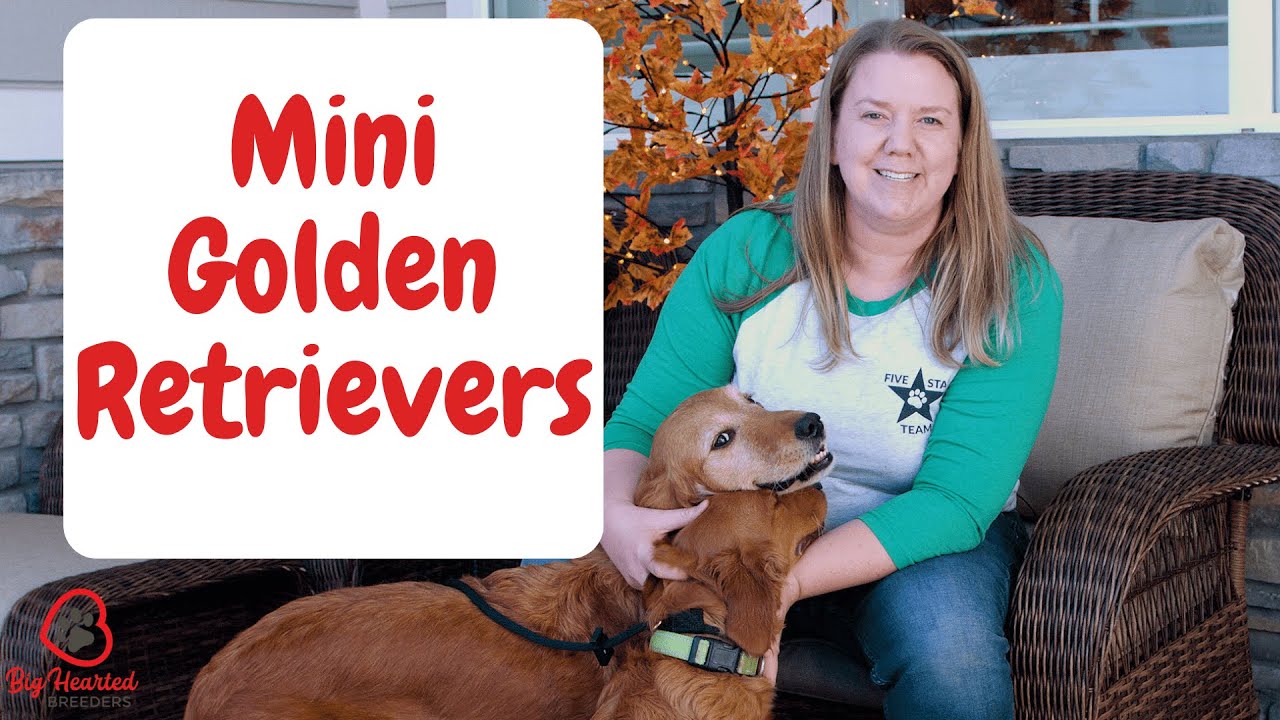 Mini Golden Retriever vs Golden Retriever | Dog Breeds |  Big Hearted Breeders