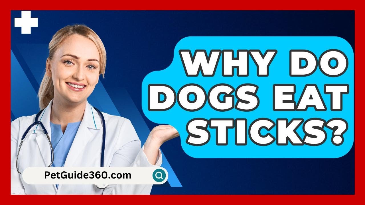 Why Do Dogs Eat Sticks? - PetGuide360.com