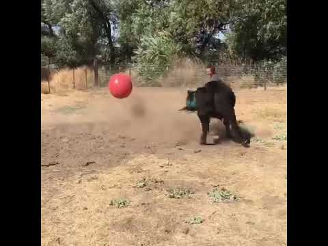 Our cows playing ball ❤️