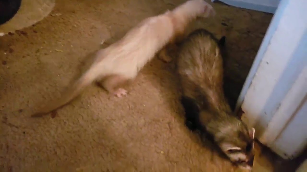When Scarlett Wobbles arrived - a damaged ferret