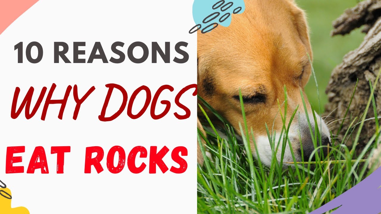 Why Does My Dog Eat Rocks (10 Reasons Answered and Explained)