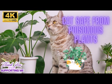 How to Keep Your Cat Safe From Poisonous Plants