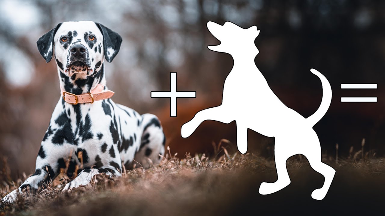 Top 8 Dalmatian Mixes – Which One Will You Go For?