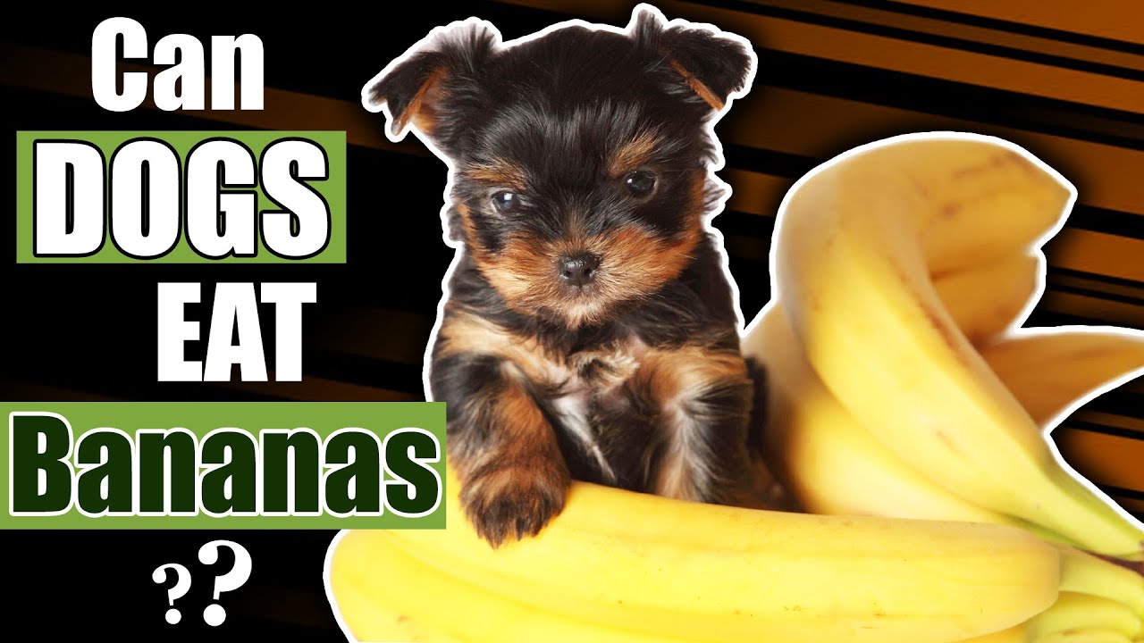 Can Dogs Eat Bananas? A Complete Guide To All Your Questions!