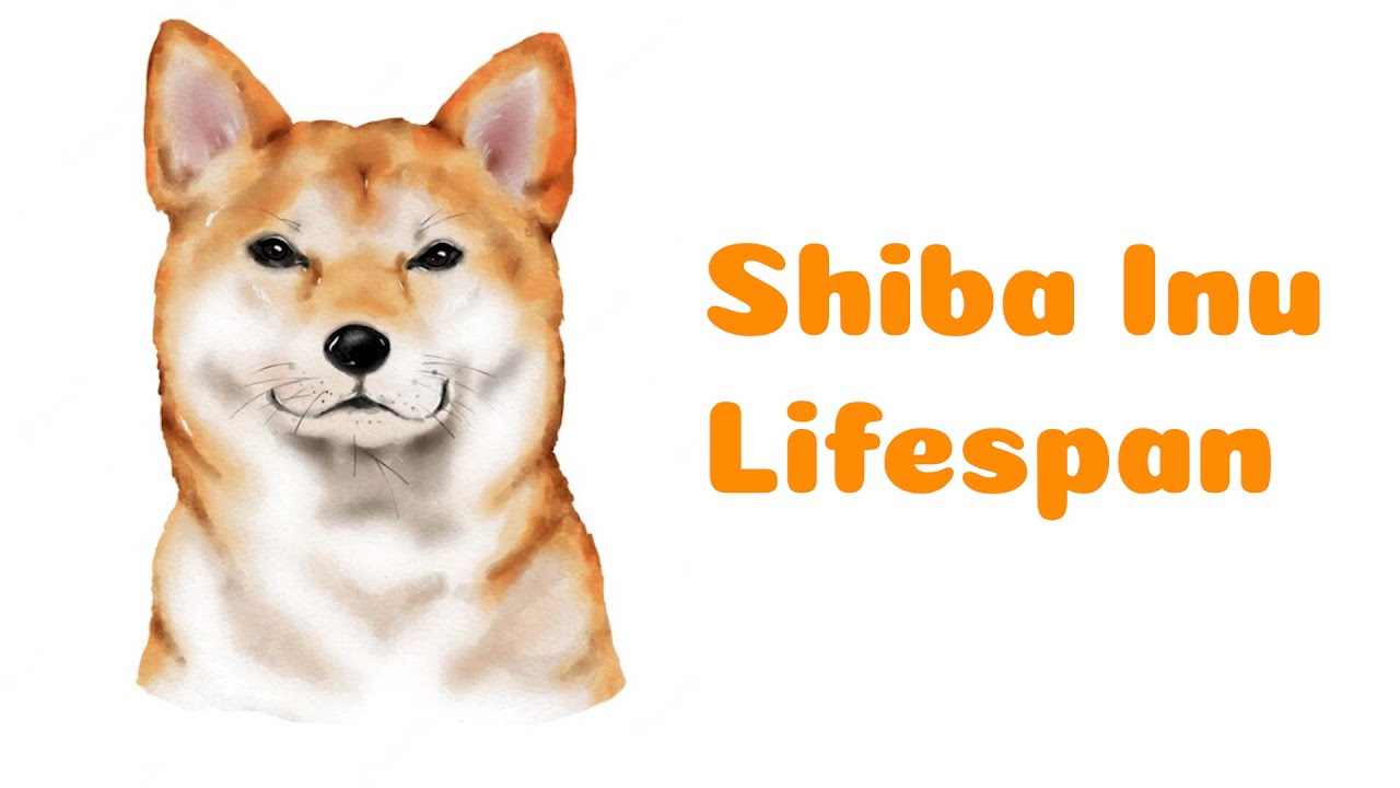 Podcast 13: How long do Shiba inus live and how to improve their lifespan?