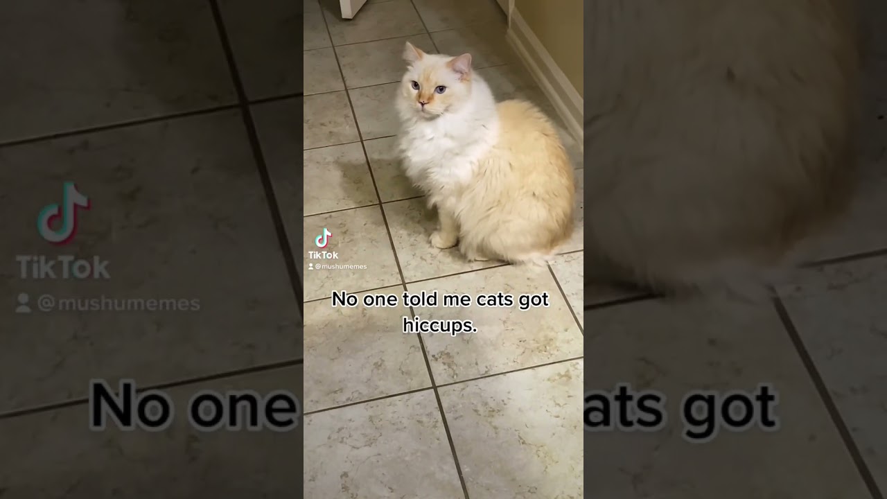 Cat vs hiccups