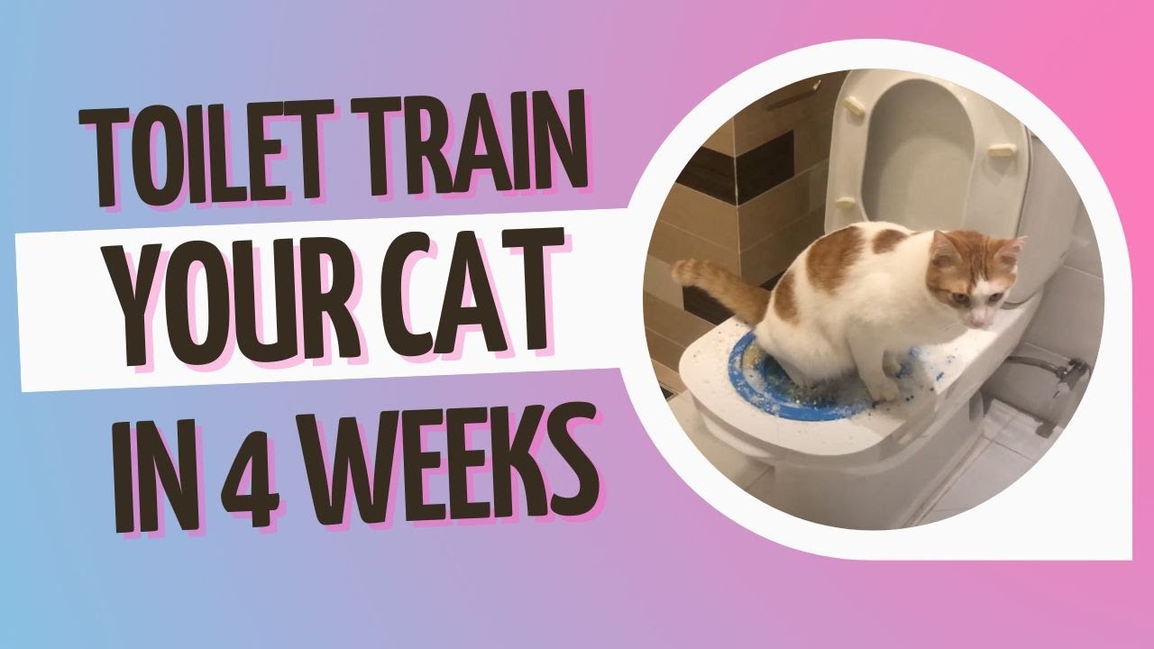 Cat toilet training: How long does it take to train your cat?