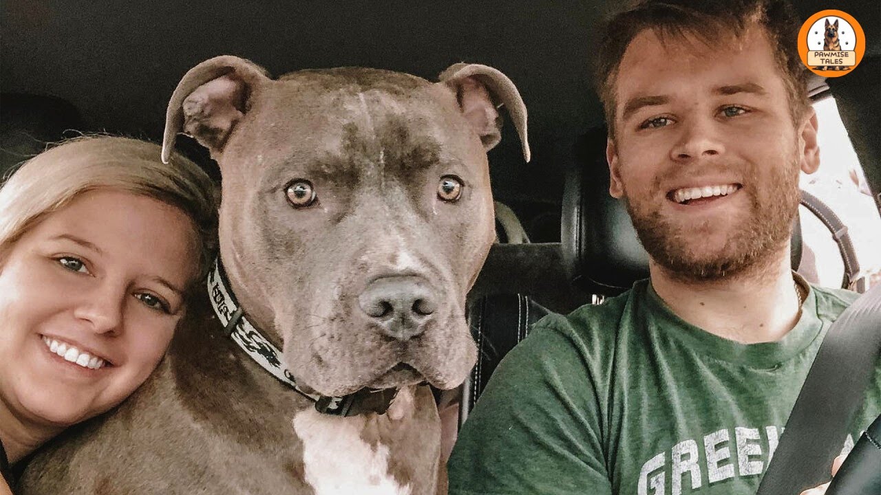 130 Pound Giant Pit Bull Meets Rescue Dog—and What Happens Will Melt You
