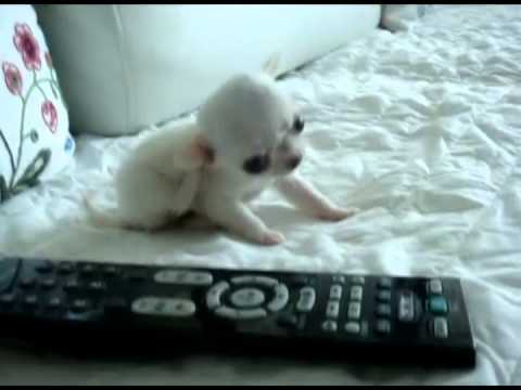 Tiny little micro teacup chihuahua for sale