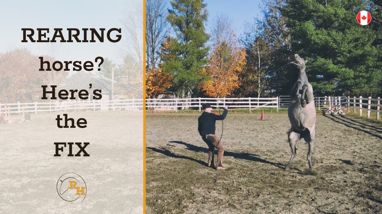 How to Stop a Horse from Rearing  |  Horse Training