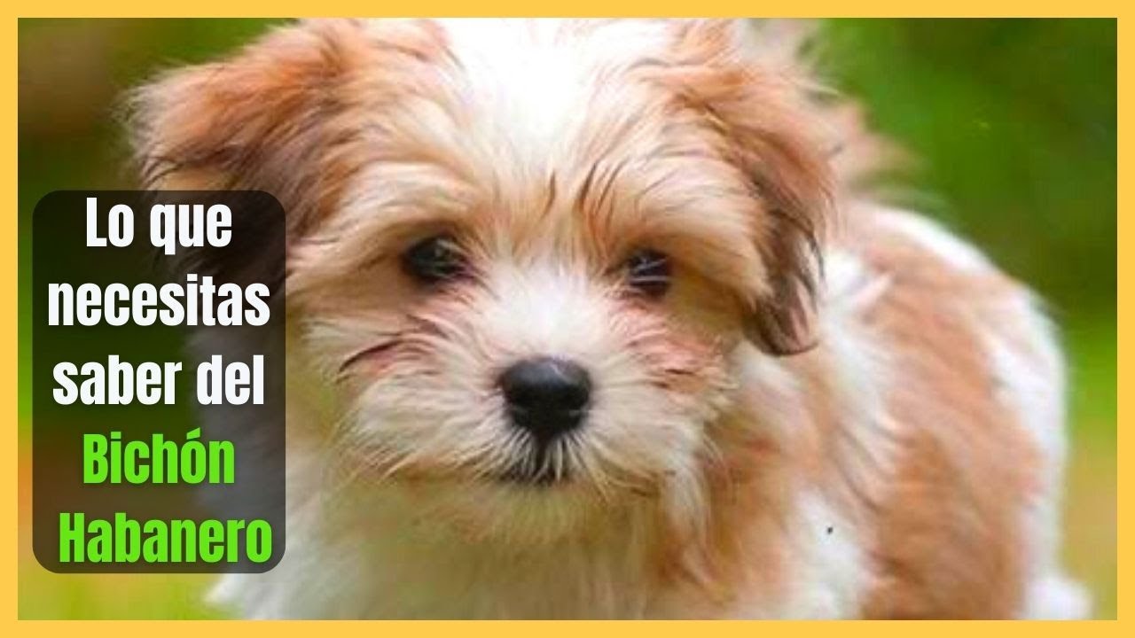 🚨TODO SOBRE EL BICHON HABANERO🚨