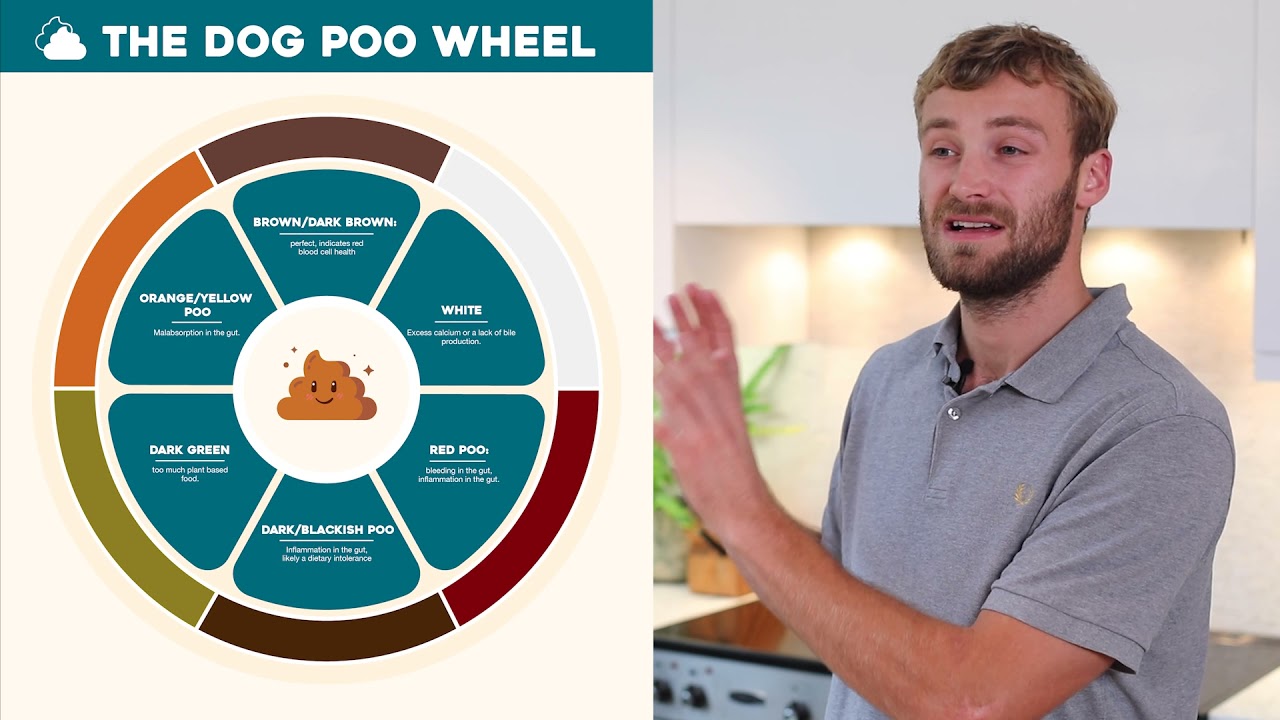 Dog Poo: What can our dog's poo/stools tell us about their health? | Dog Nutrition Lessons | Ep 19.