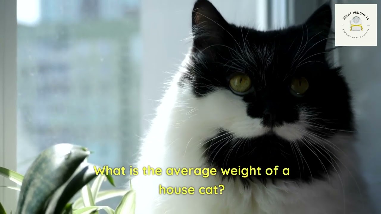 What is the average weight of a house cat?