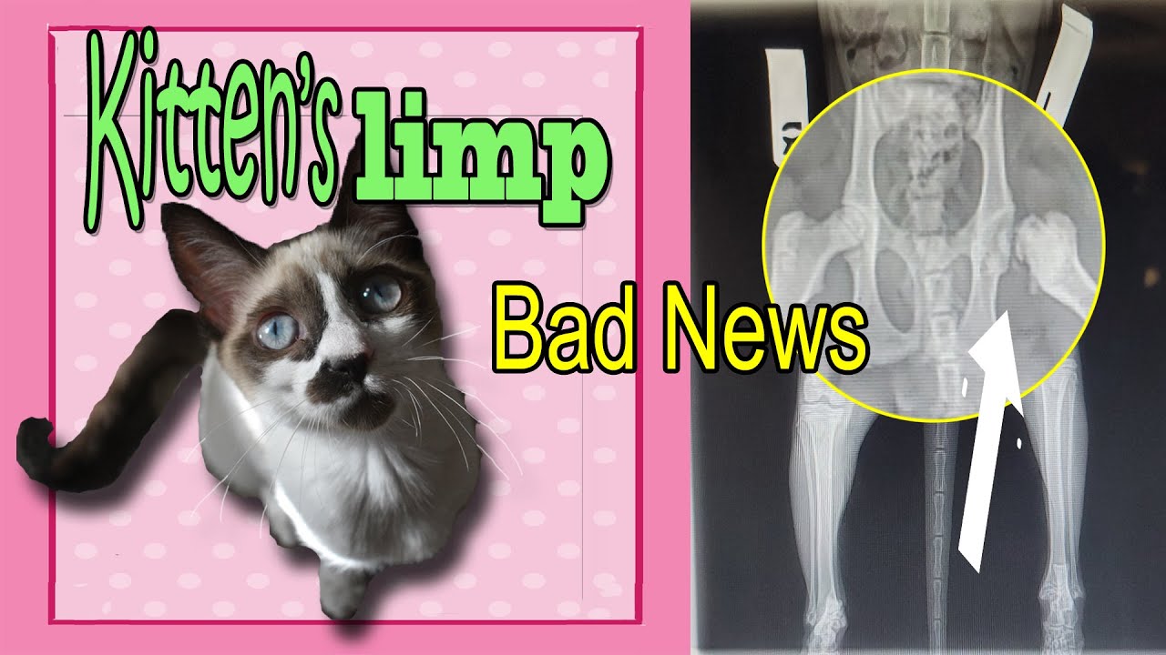 Limping Cat Alert: Key Signs to Watch Before Considering Vet visit - Part 1 😿