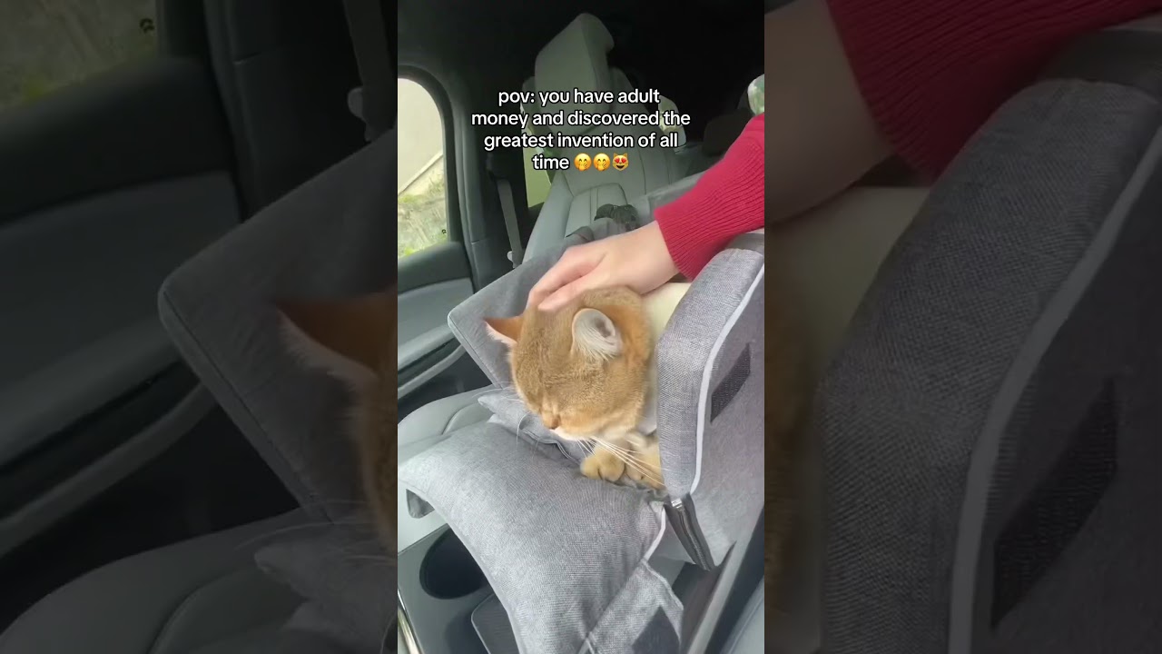 ✨BEST cat car seat ever! 🥰 Store link in our bio 🔗#catsupplies #catlover #catparents #petsupplies