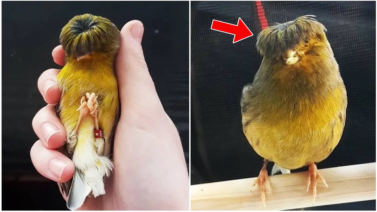 Gloster Canary - The Bird With A Bowl Cut | Beautiful Song | ᴴᴰ