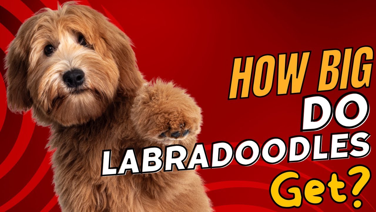 How Big Do Labradoodles Get? 🐾📏