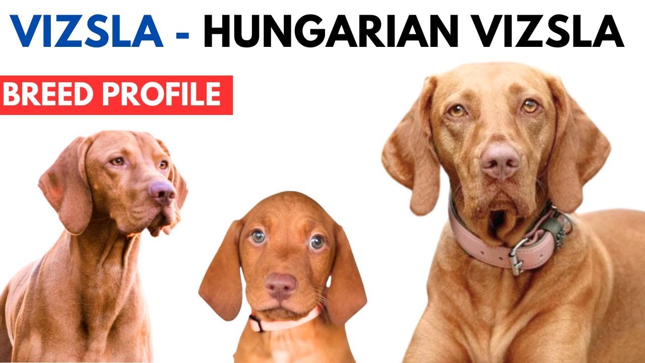 Vizsla Breed Profile History - Price - Traits - Vizsla Grooming Needs - Lifespan