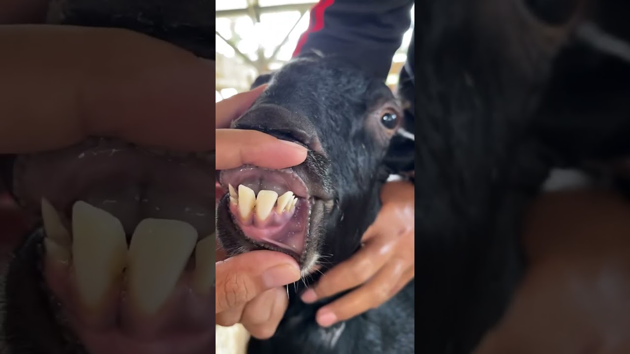 Goat’s teeth #shorts #farming #goat
