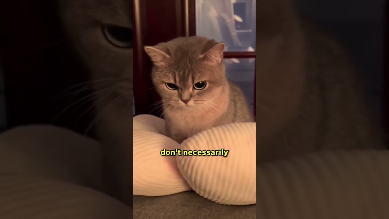 This Is How Cats See Us 😁😇