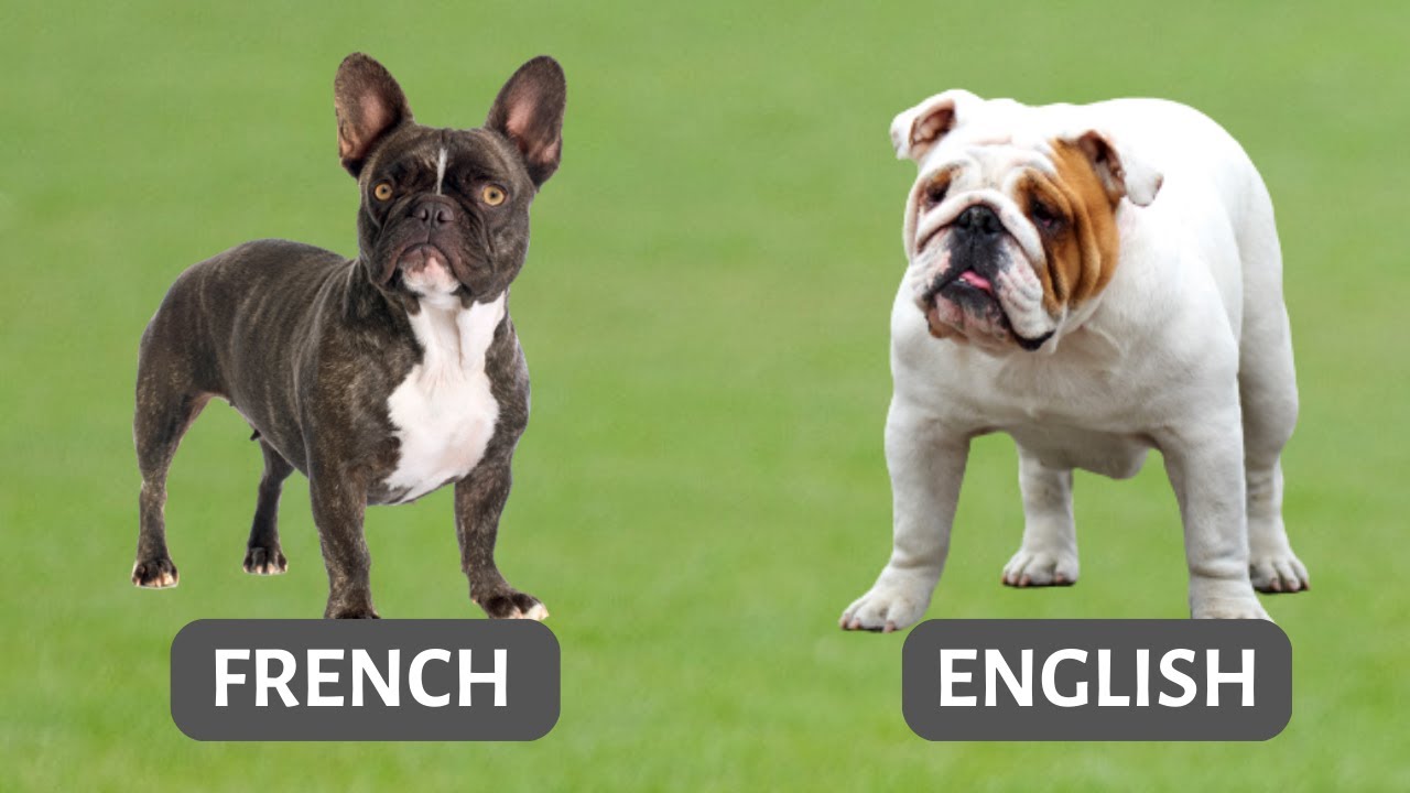 French vs English Bulldog - 11 Similarities & Differences