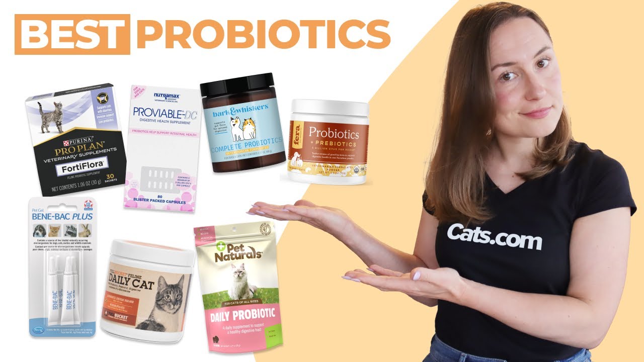 The 7 Best Probiotics For Your Cat | We Tested Them All
