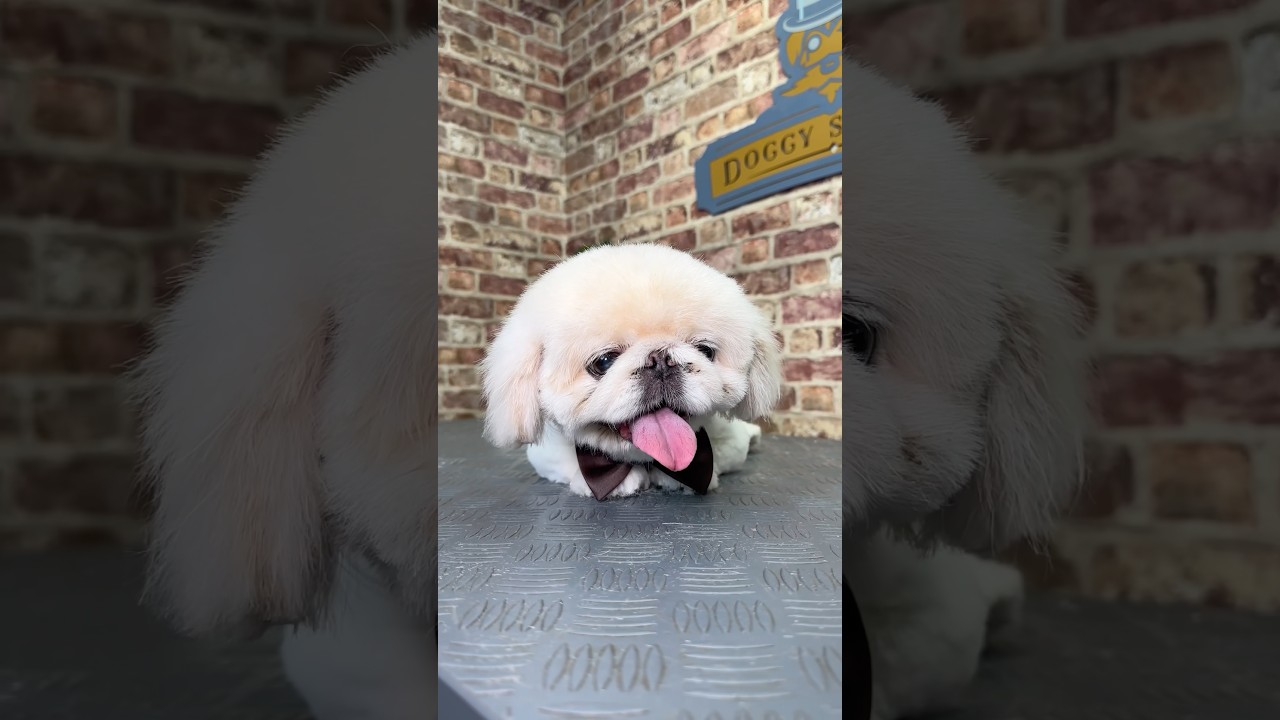 Doggy Daily Episode 439: Paddy the Pekingese 🐾 #pekingese #doggrooming