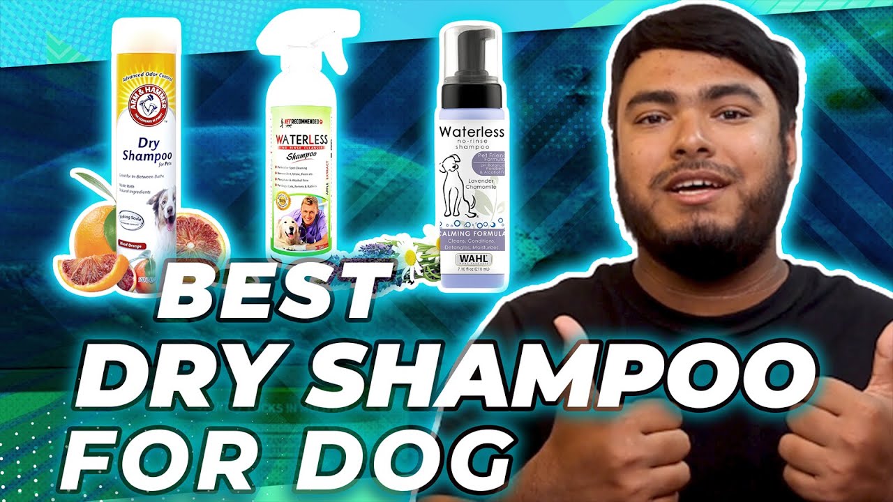 5 Best Dry Shampoos for Dogs in 2023 | Waterless Dog Shampoo [Rerview]