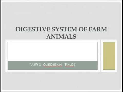 Digestive system of Farm Animals