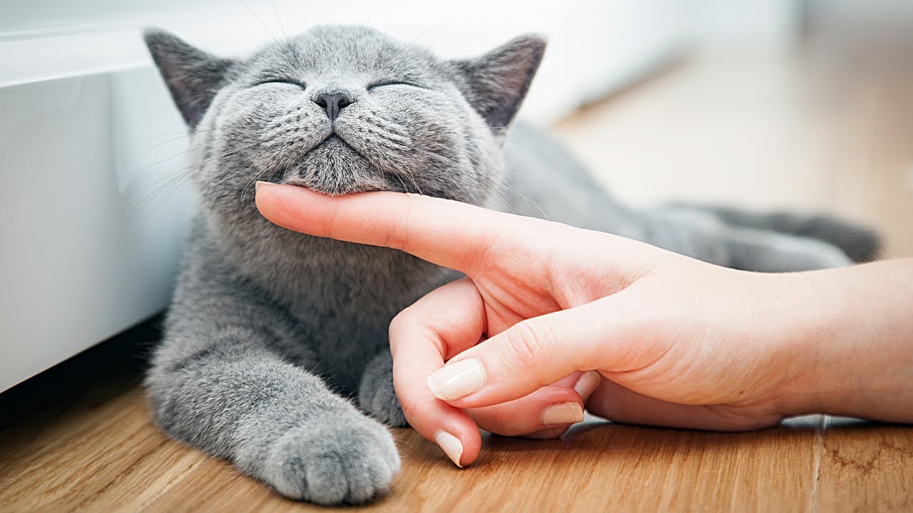9 Gorgeous Grey Cat Breeds - Grey Cat Breeds Video - Grey Cats - British Shorthair - Cat Videos