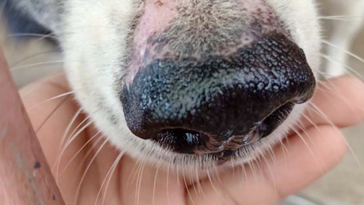 How To Treat A Runny Nose in Dogs