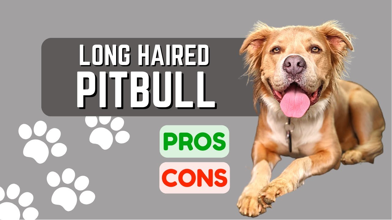 Long Haired Pitbull Dog: Can Pitbulls Have Long Hair?