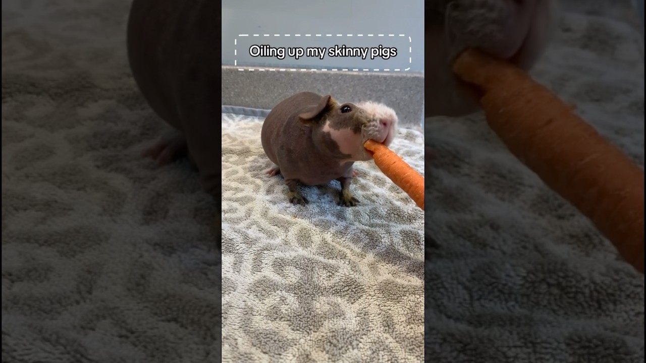 Oil bathing my hairless Guinea pigs