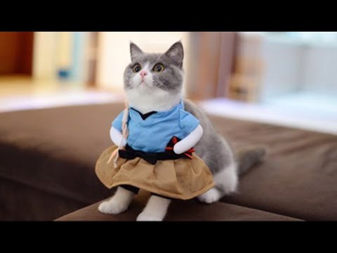 Japanese Taro Halloween Costumes for Cats