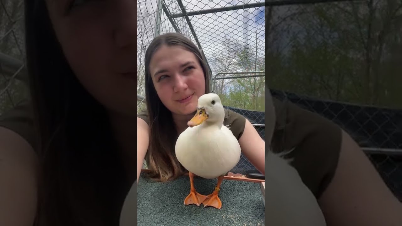 Life Expectancy Of Ducks Depends on so Many Factors!