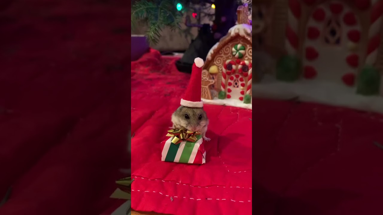 Hamster clothes #comedy #funny #shorts