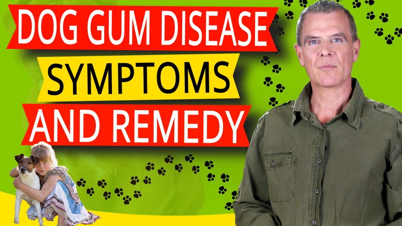 Symptoms Of Gum Disease In Dogs (5 Symptoms, Home Remedy and Best Diet)
