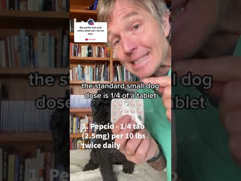 Small Dog Acid Reflux Remedies