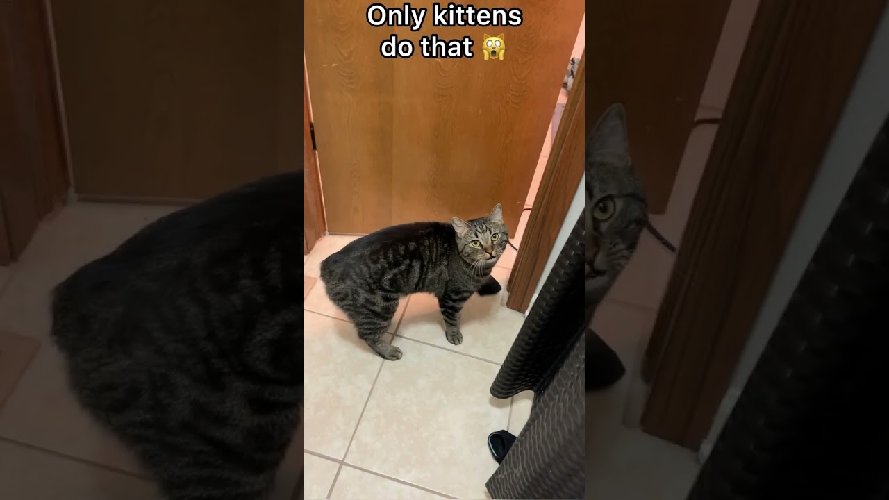 THIS is why cats meow