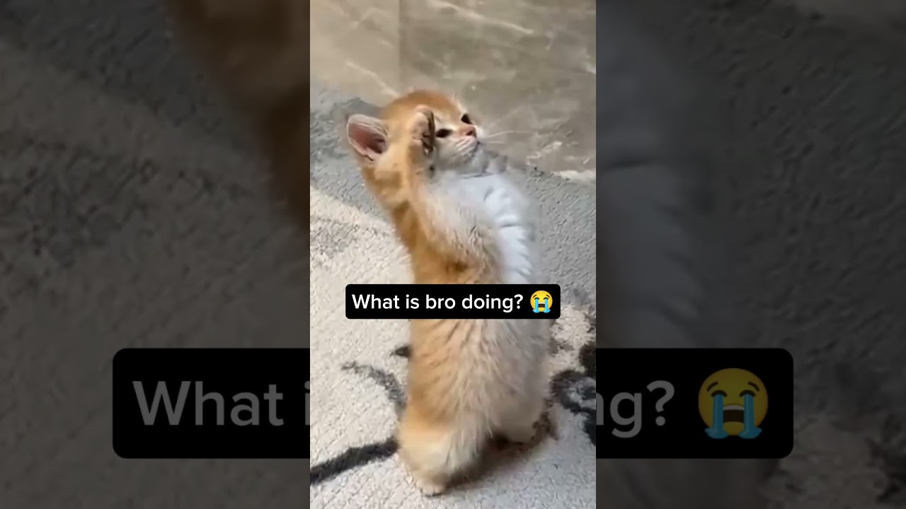 This Cat salute will Surprise you😂 #catvideos #trollface #ytshort