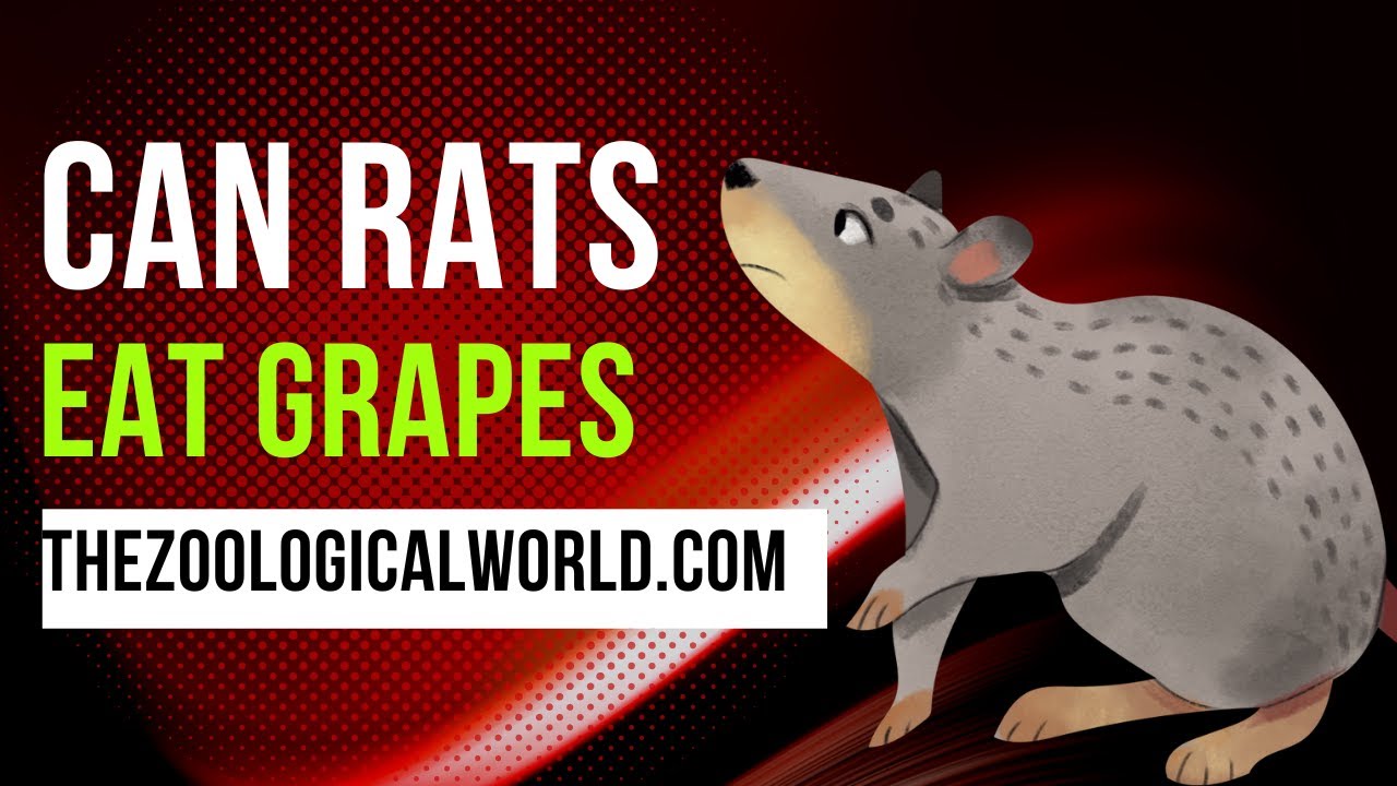 Can rats eat grapes || why rats eat grapes|| (Today)(2022)