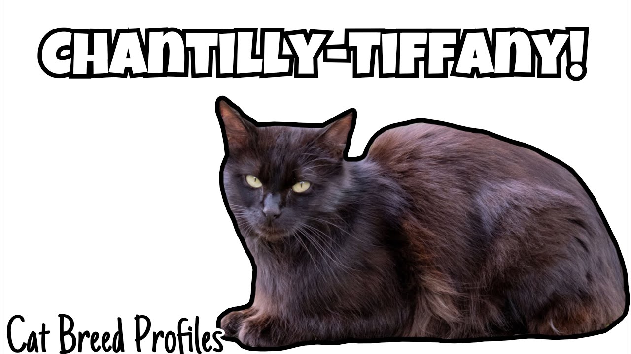 Chantilly-Tiffany! -Cat Breed Profiles-