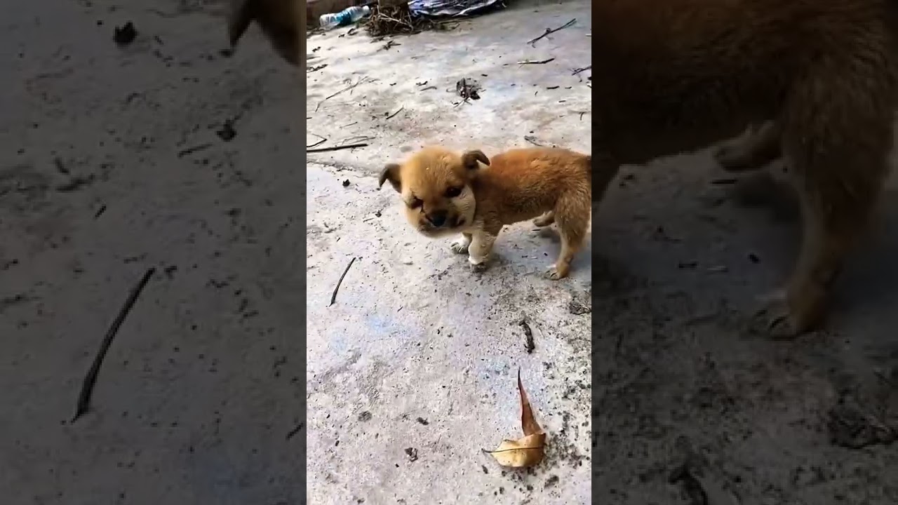 Puppy eats bees, epic results🤣🤣