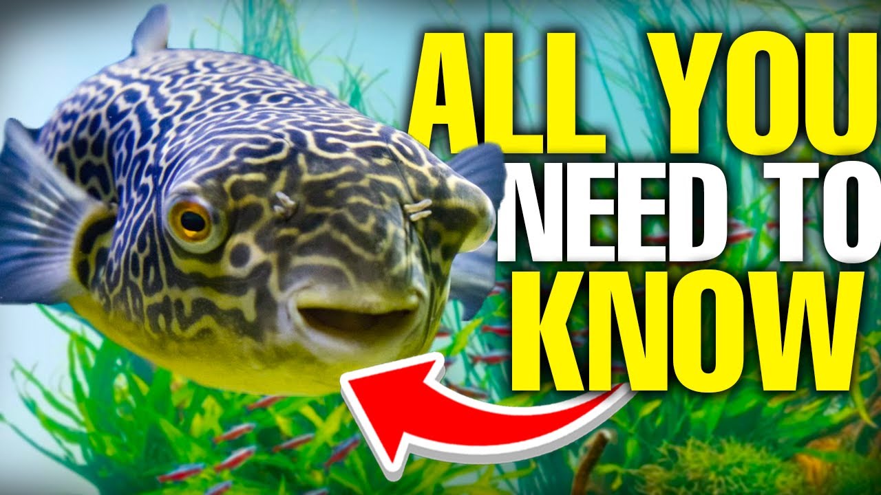 Freshwater Puffer Fish Are The BEST (And Here's Why)